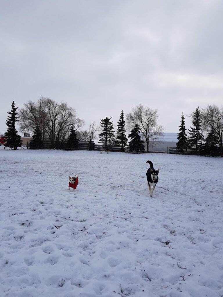 brandon-off-leash-dog-park