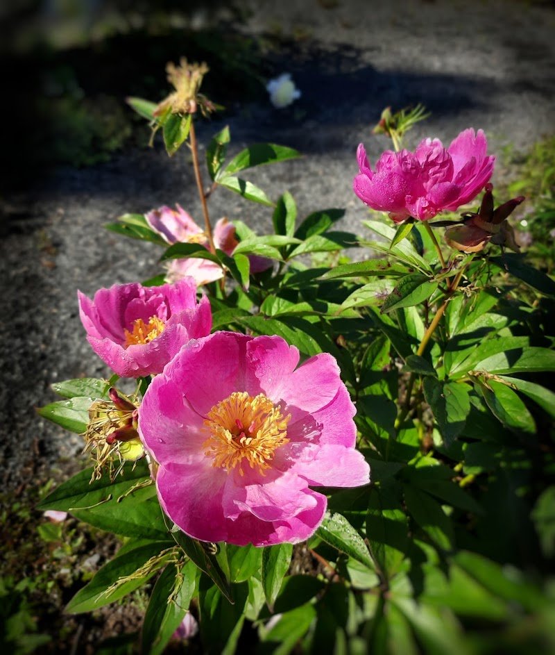 fredericton-botanic-garden
