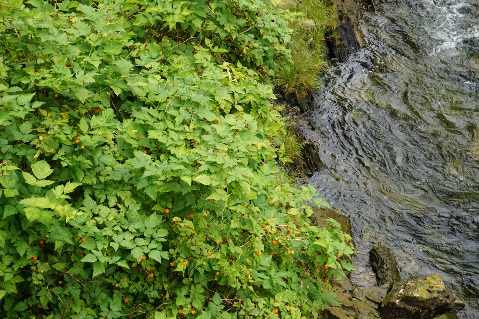 alder-park-4