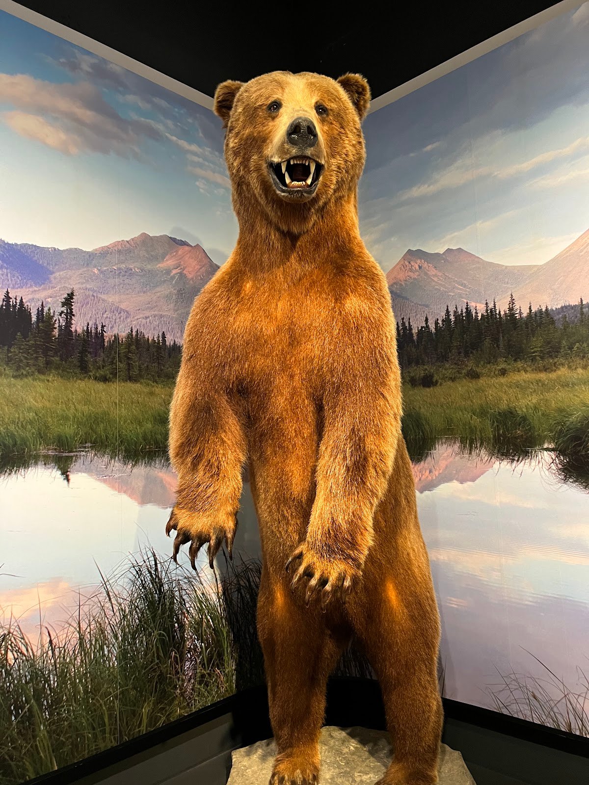 cook-museum-of-natural-science-3