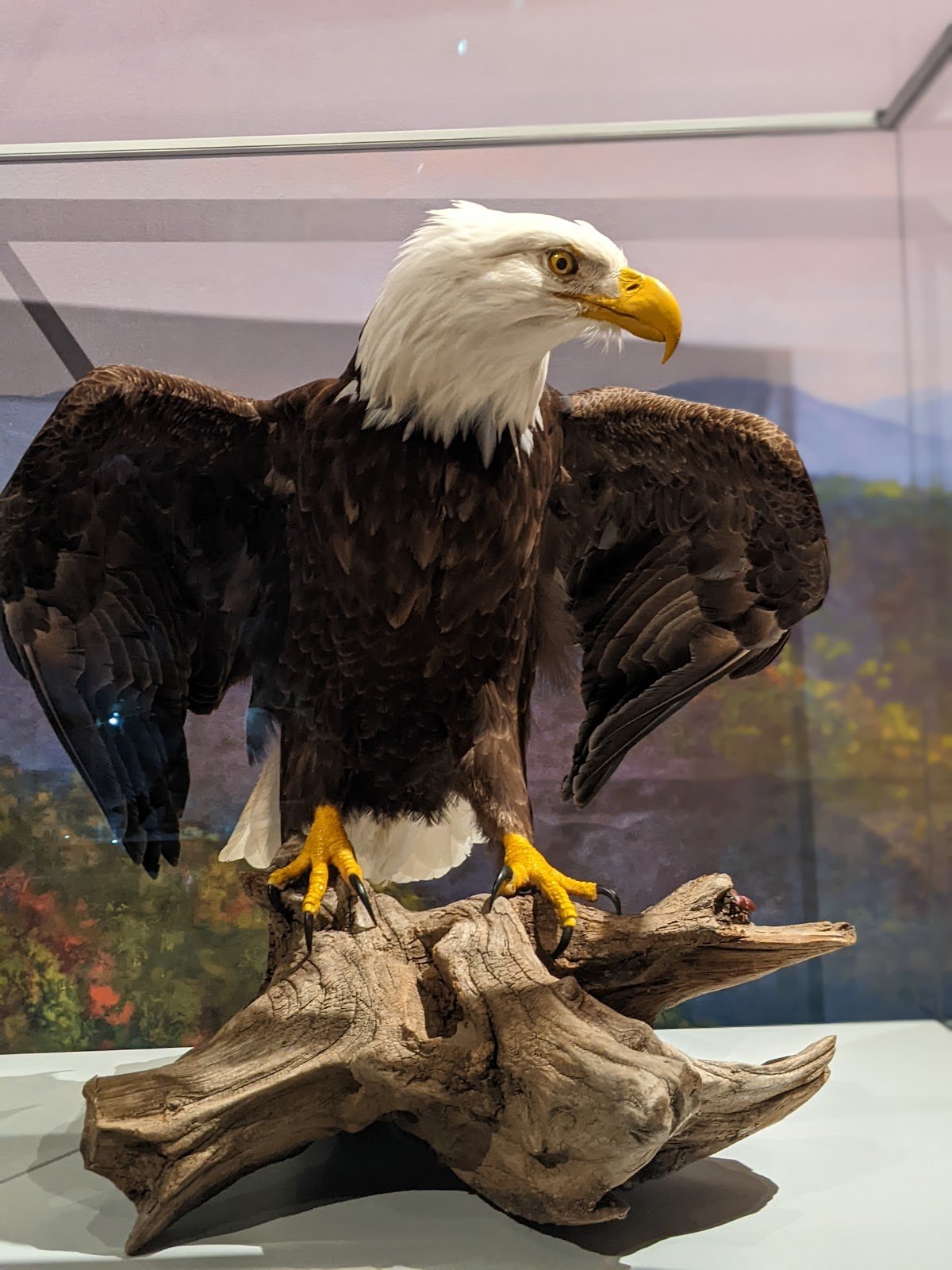 cook-museum-of-natural-science-4