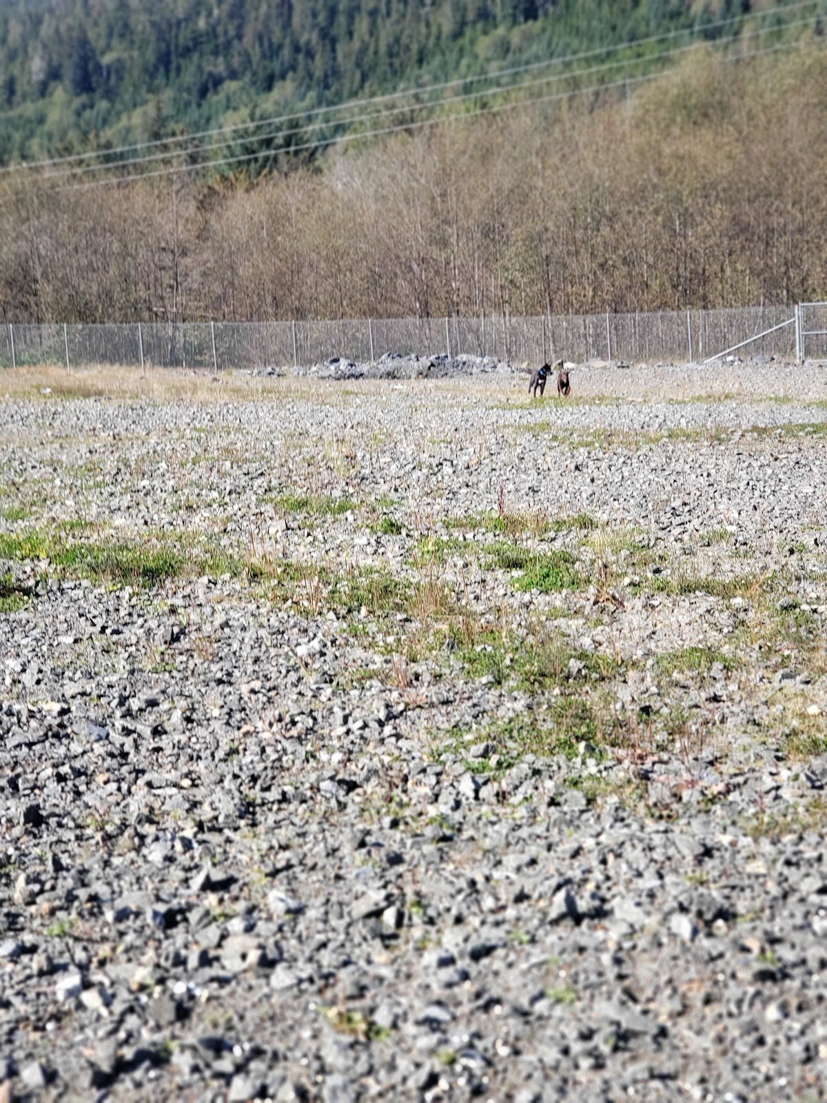 dog-park-1