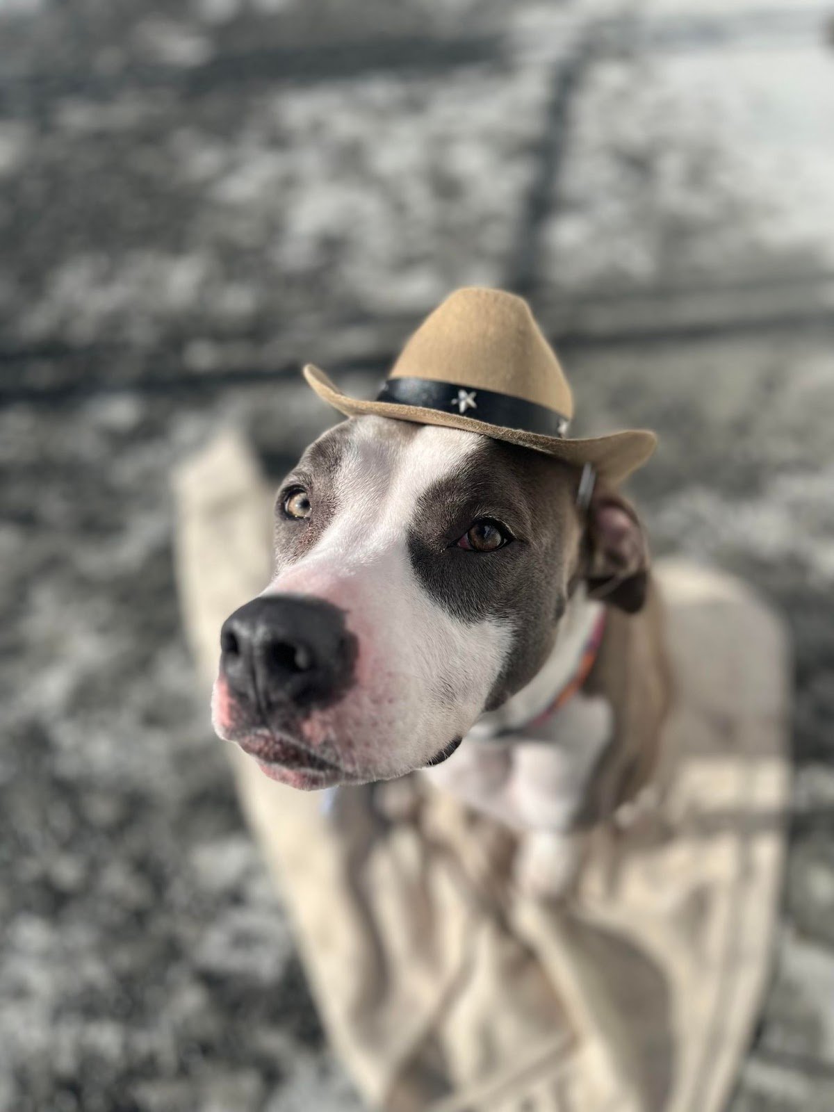 kodiak-animal-shelter-1