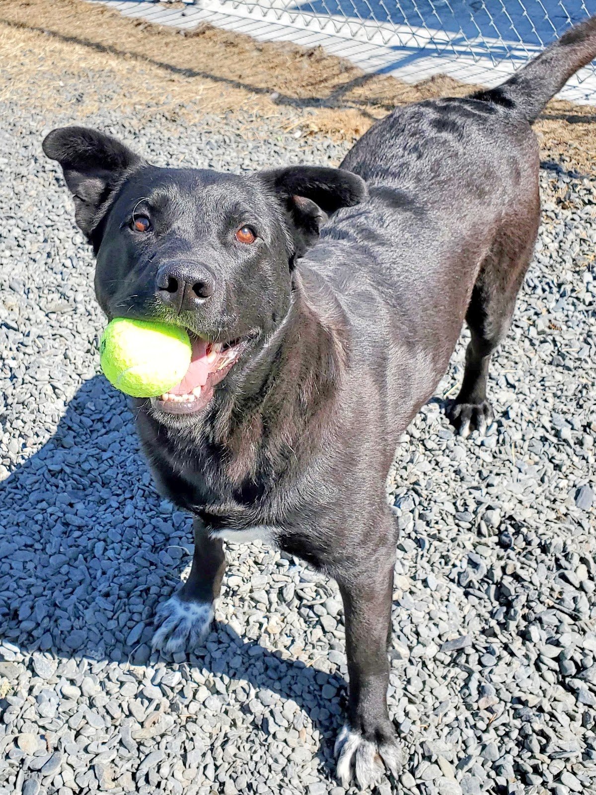 kodiak-animal-shelter-3