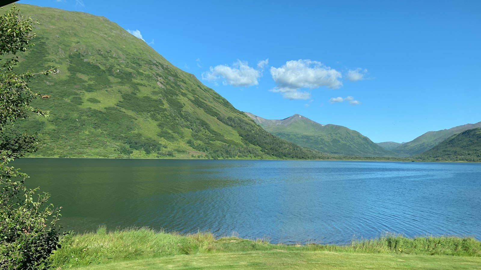 kodiak-brown-bear-center-1