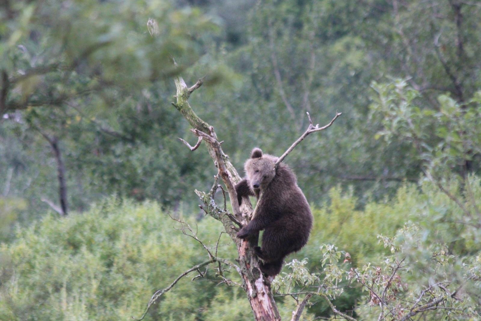 kodiak-brown-bear-center-3