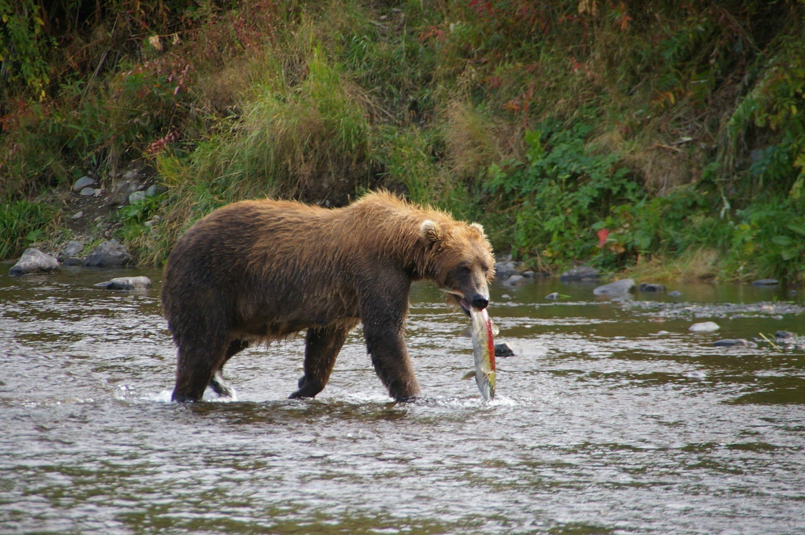 kodiak-brown-bear-center-4