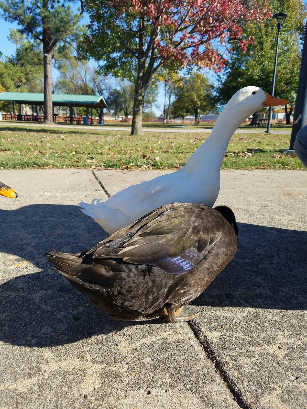 murphy-park-4