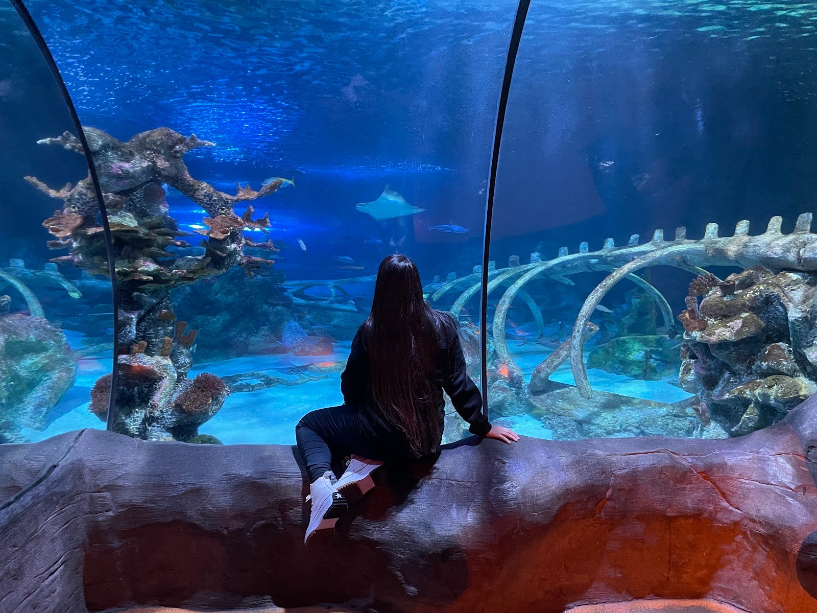 sea-life-arizona-aquarium-3