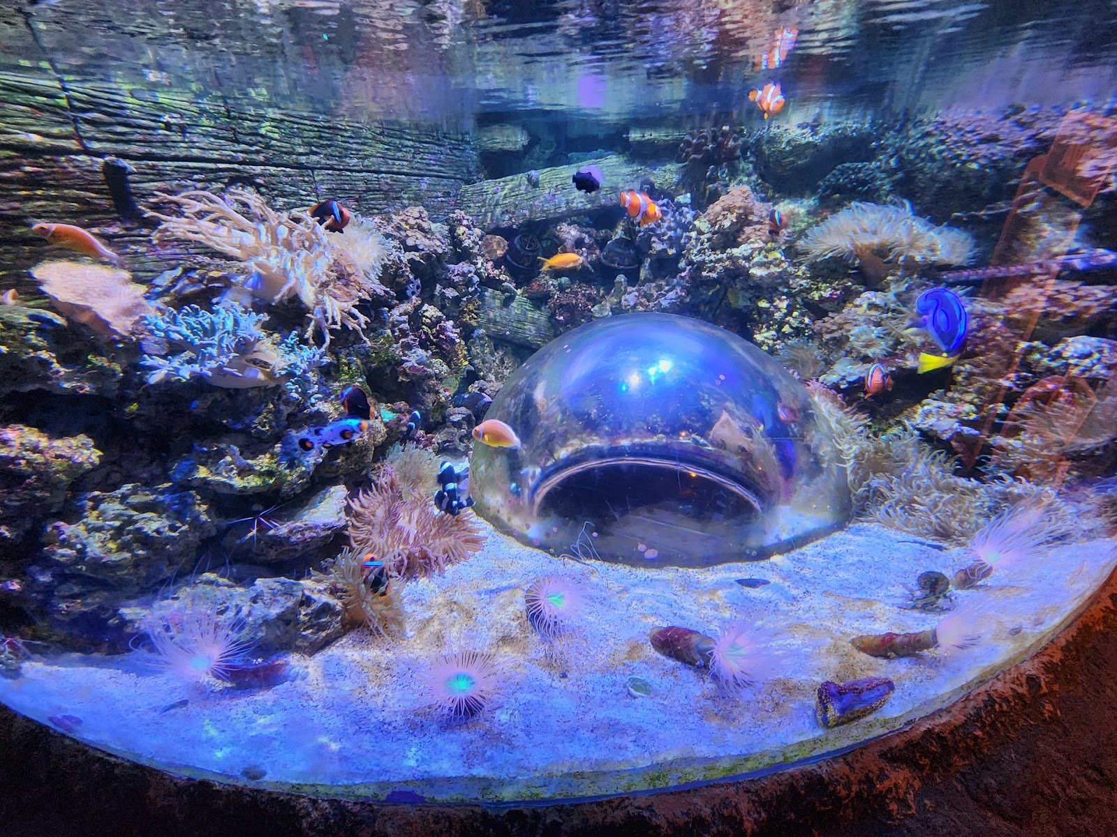 sea-life-arizona-aquarium-4