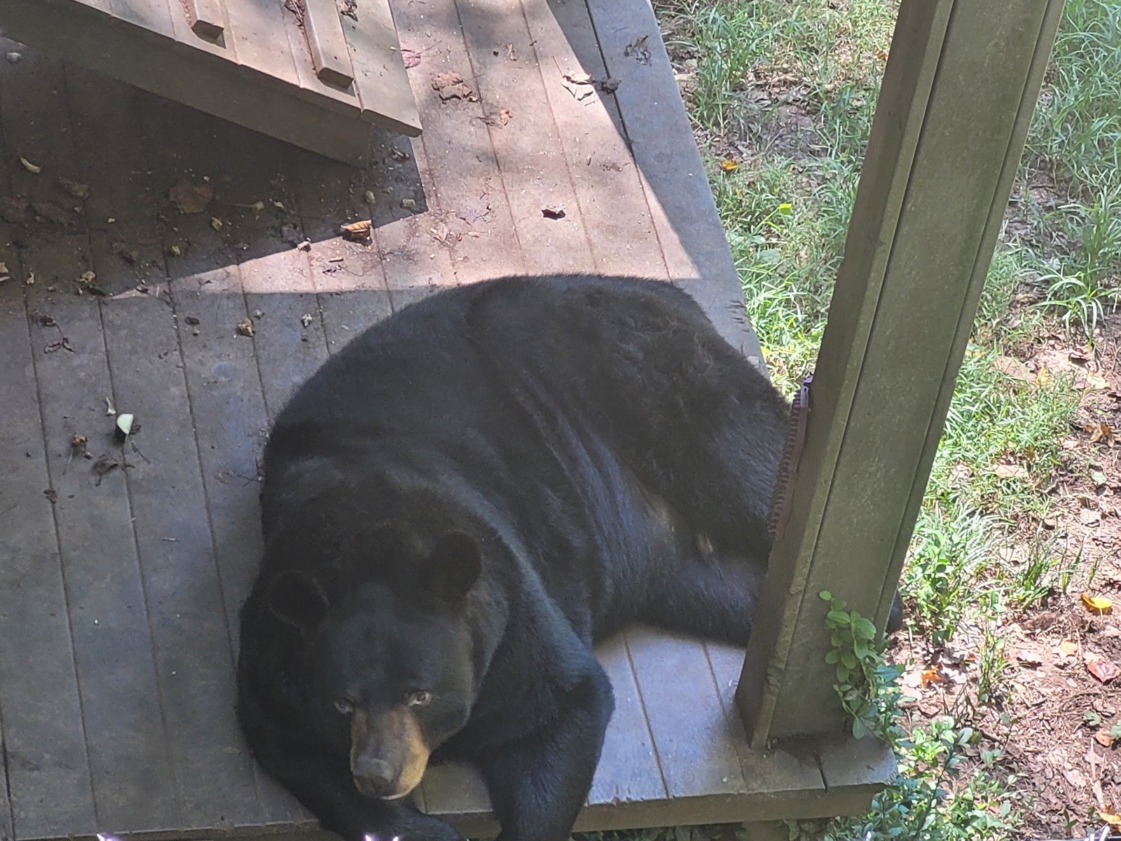 bear-hollow-zoo-1