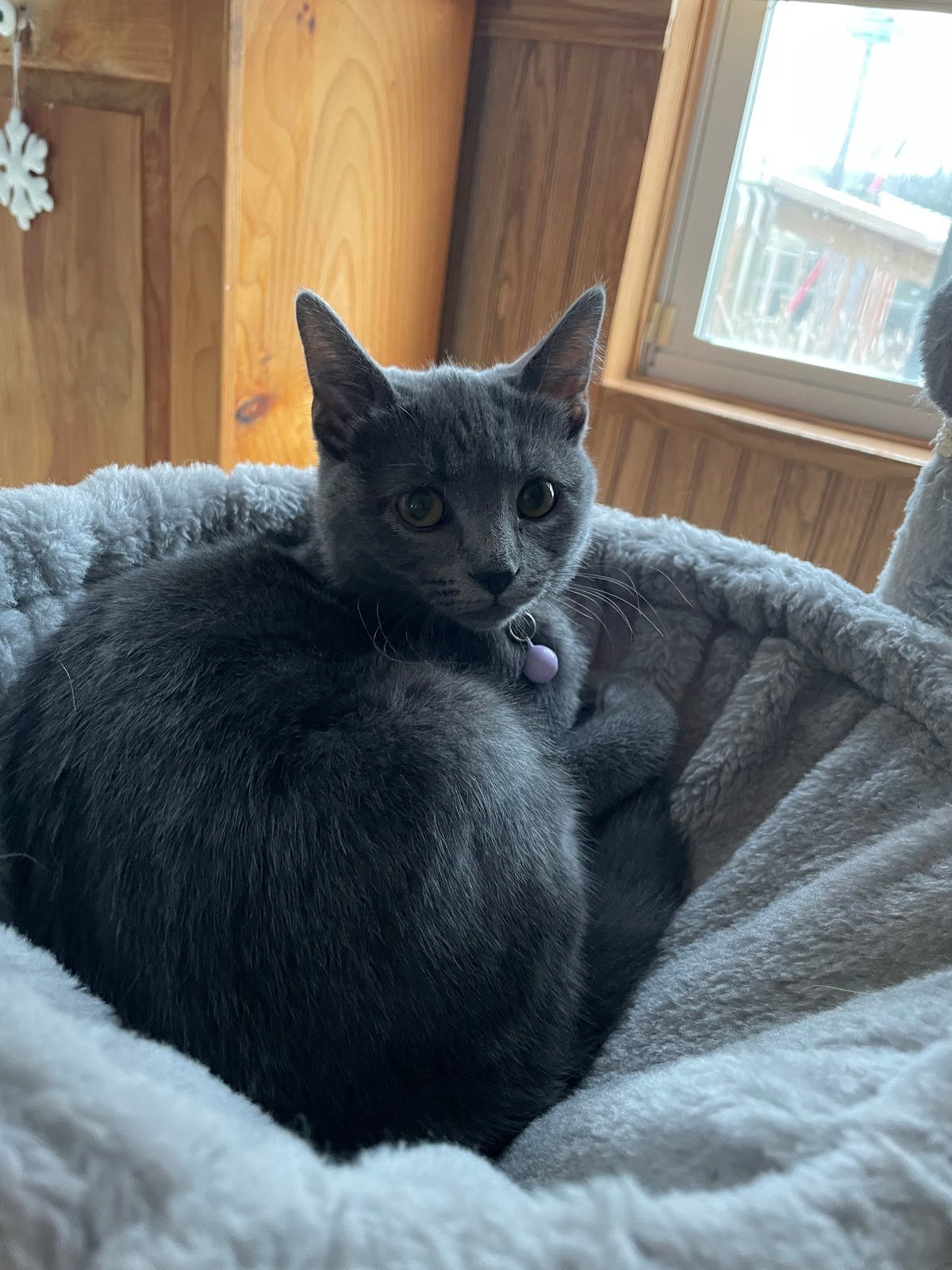 brandywine-valley-spca-georgetown-campus-1