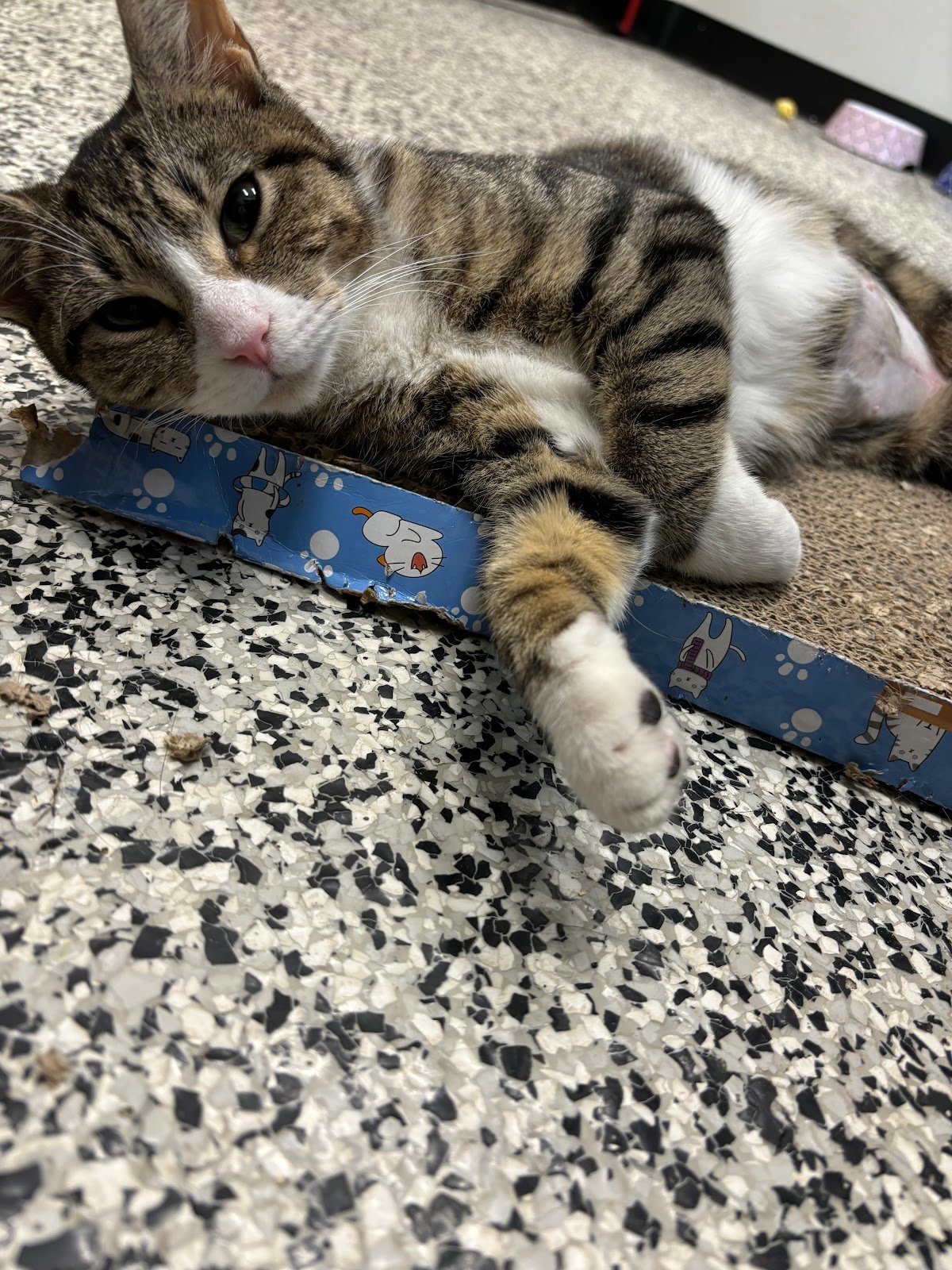 brandywine-valley-spca-georgetown-campus-4