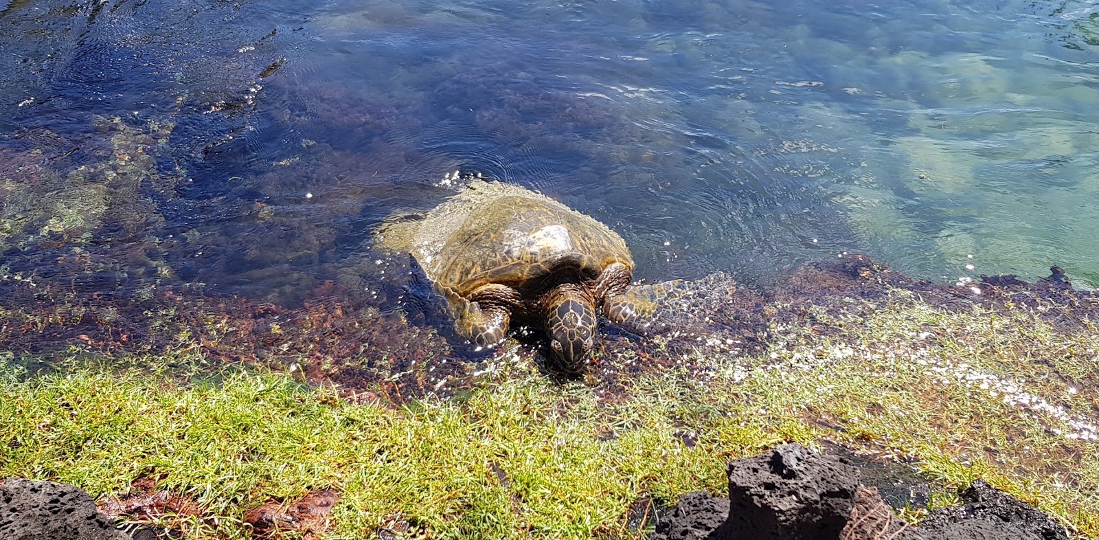carlsmith-beach-park-2