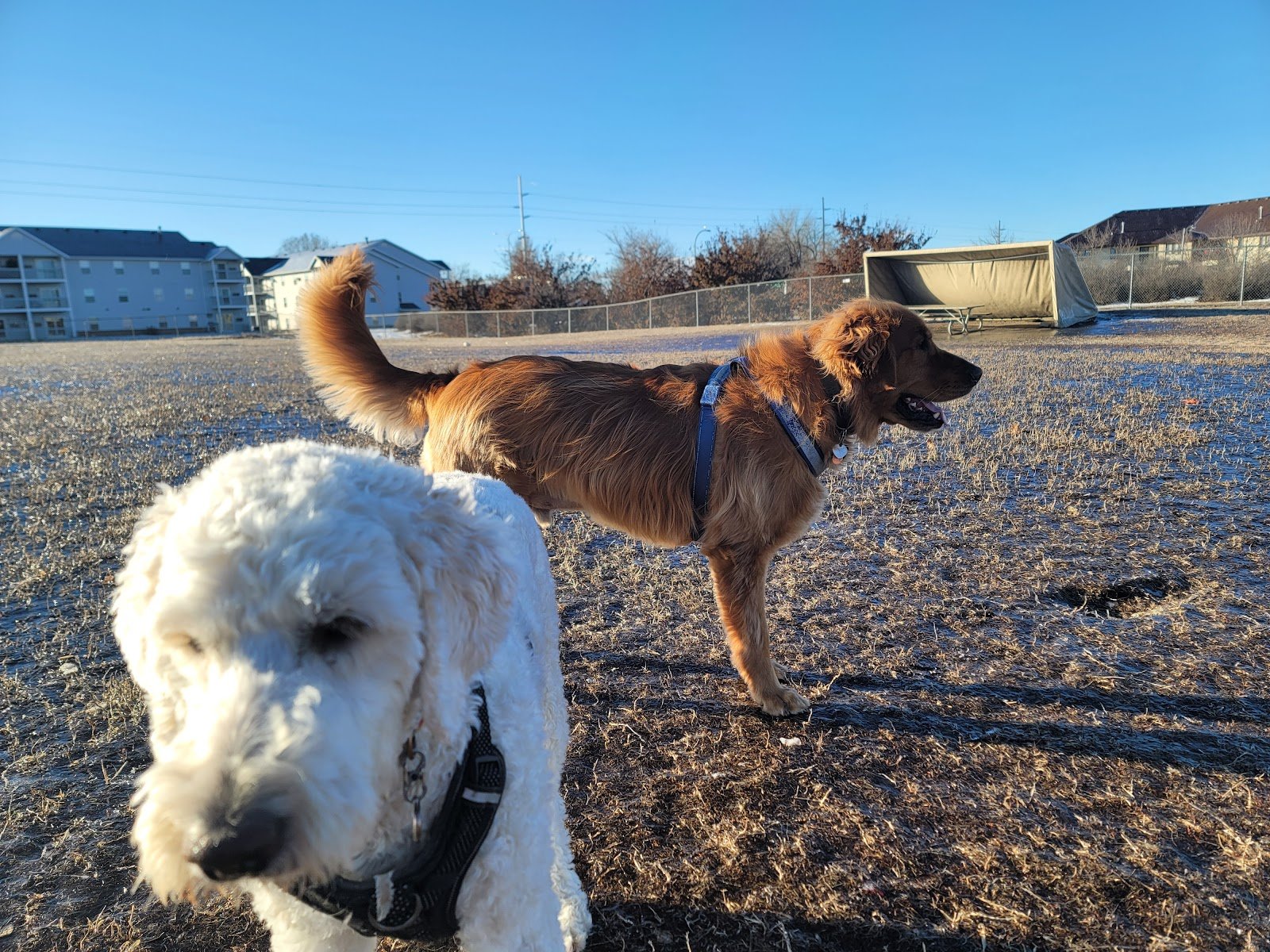 century-recreation-area-bark-park-3