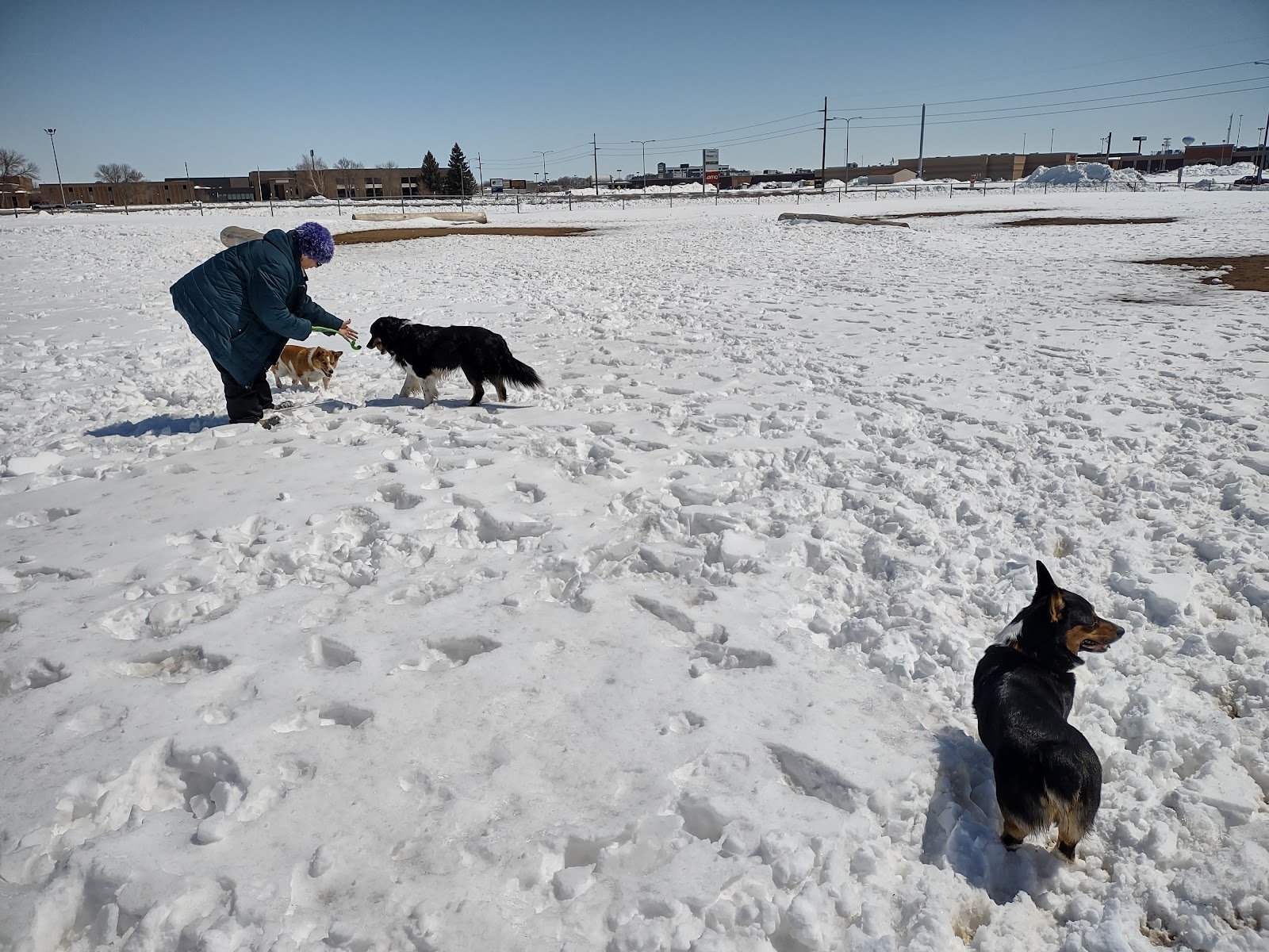 century-recreation-area-bark-park-4