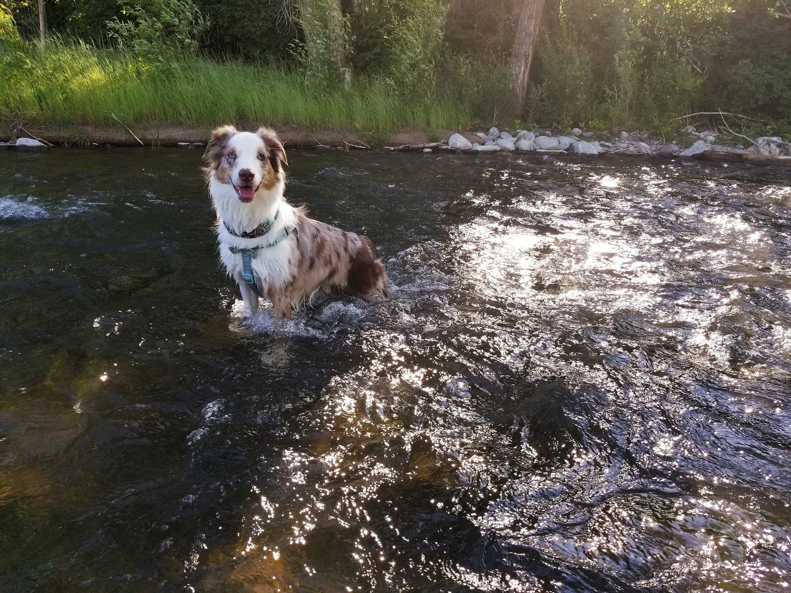 city-of-bozeman-bogert-pool-4