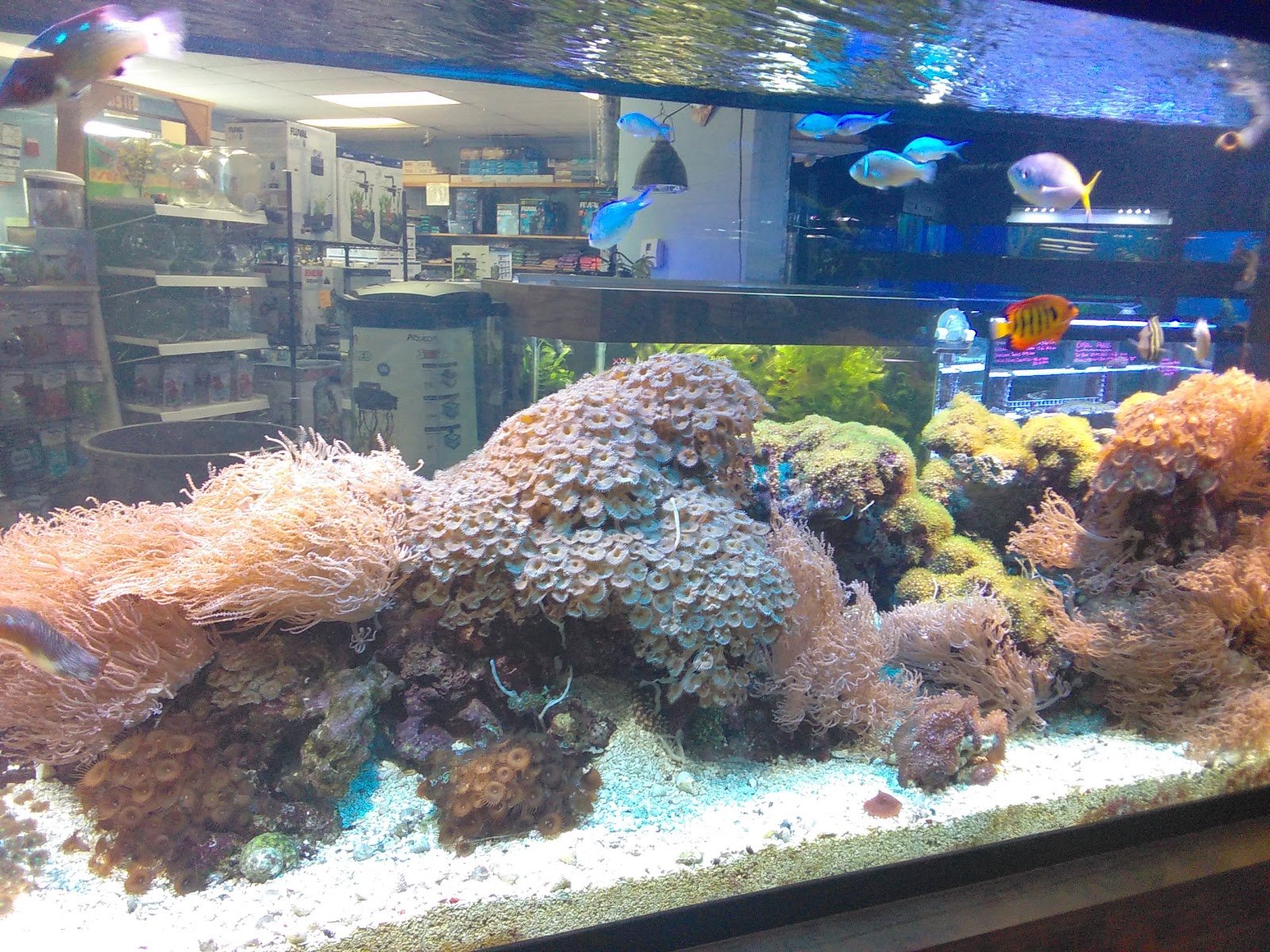 claremont-pet-aquarium-center-2