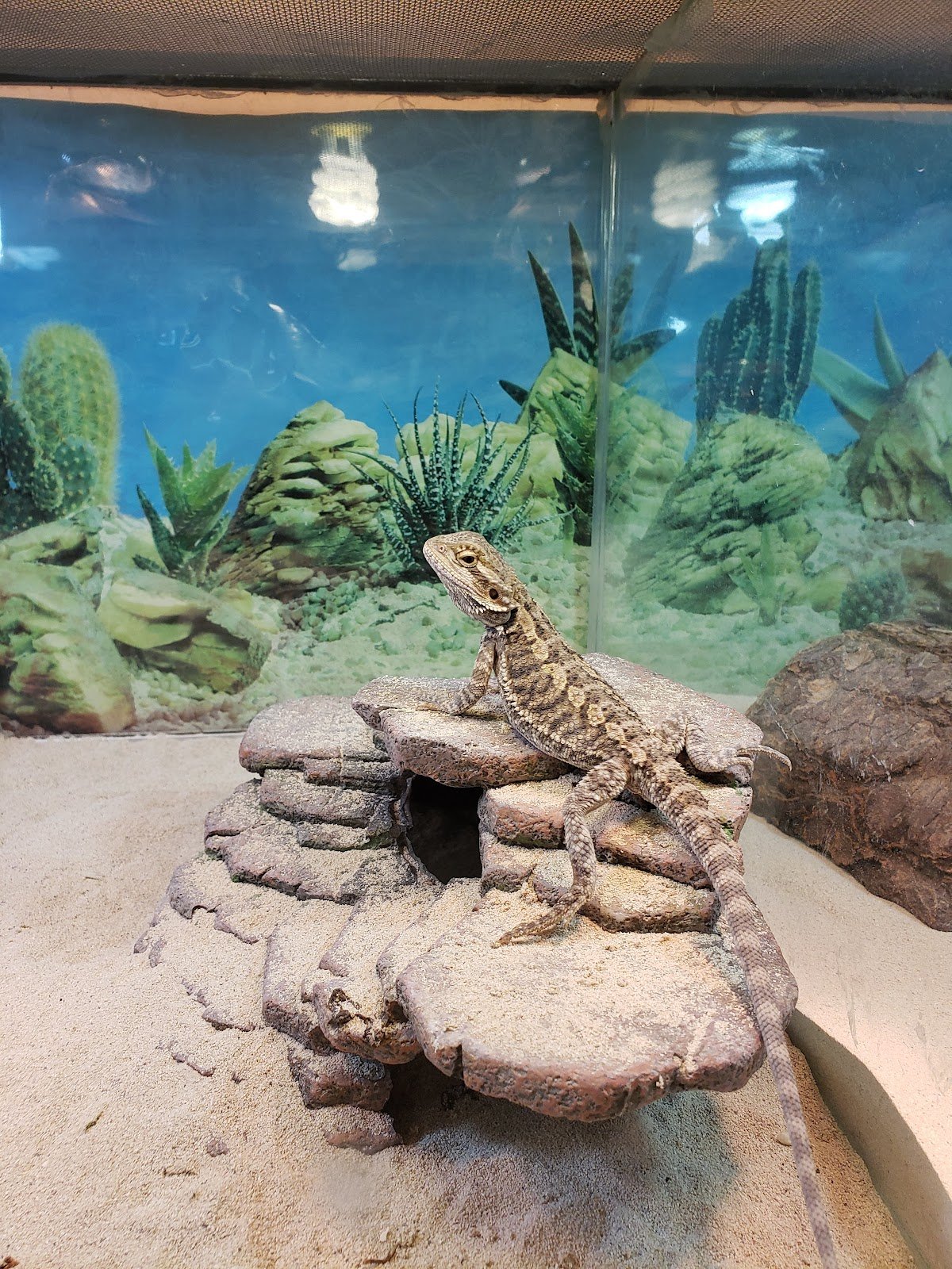 claremont-pet-aquarium-center-3