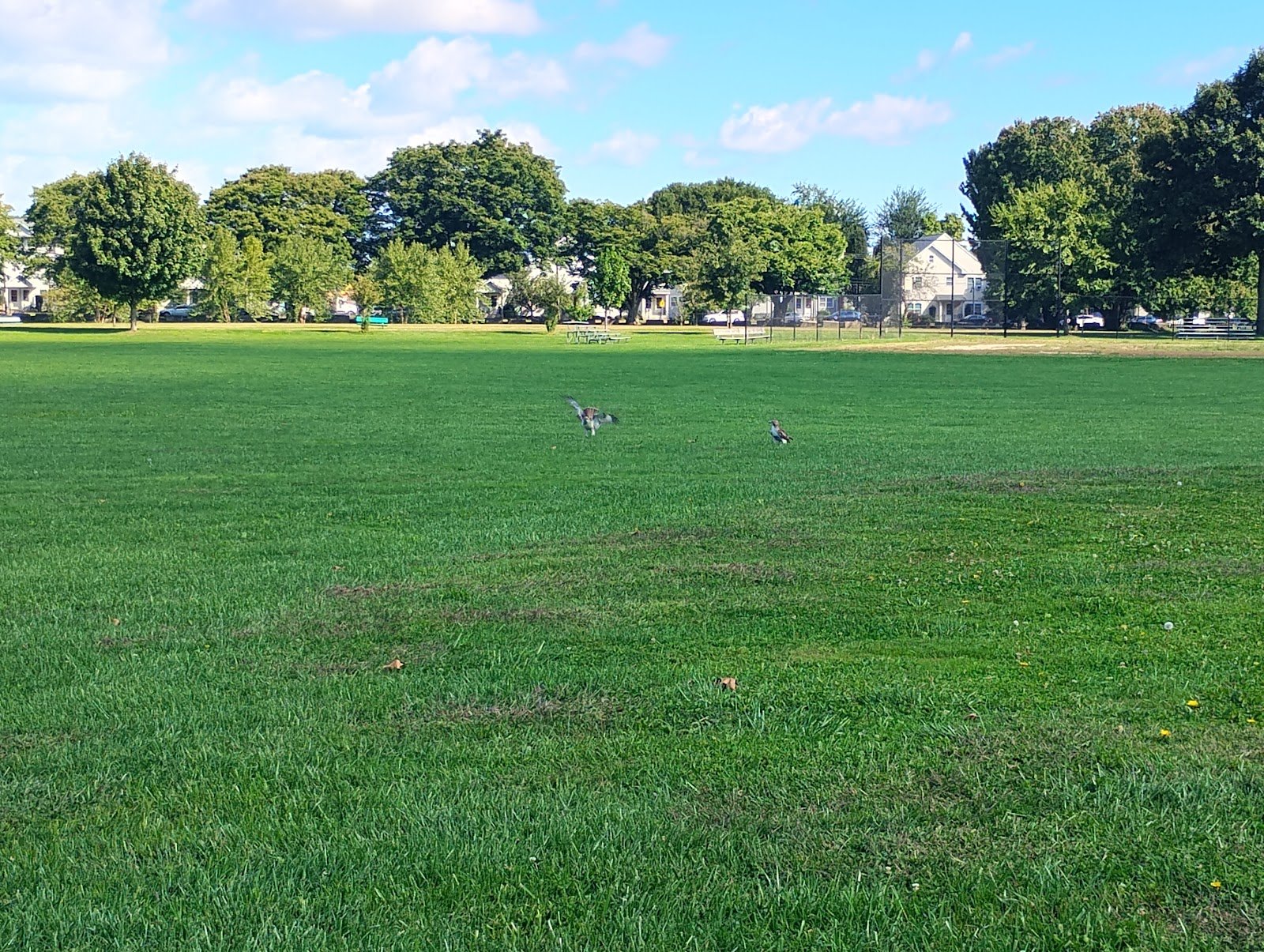 colt-park-2
