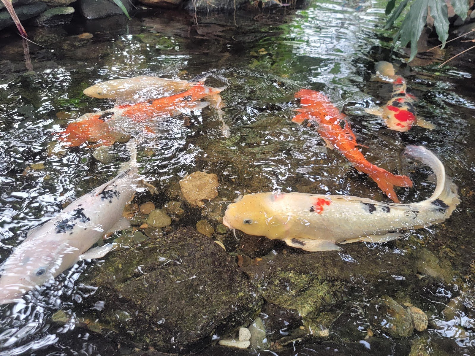 connecticuts-beardsley-zoo-3