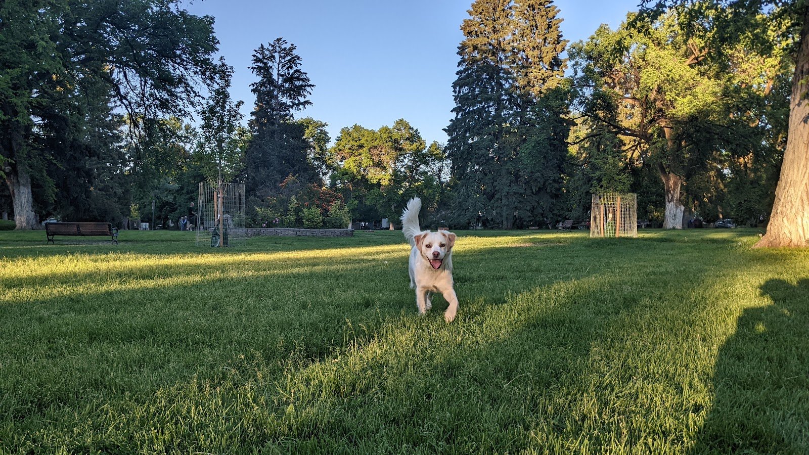 cooper-park-2