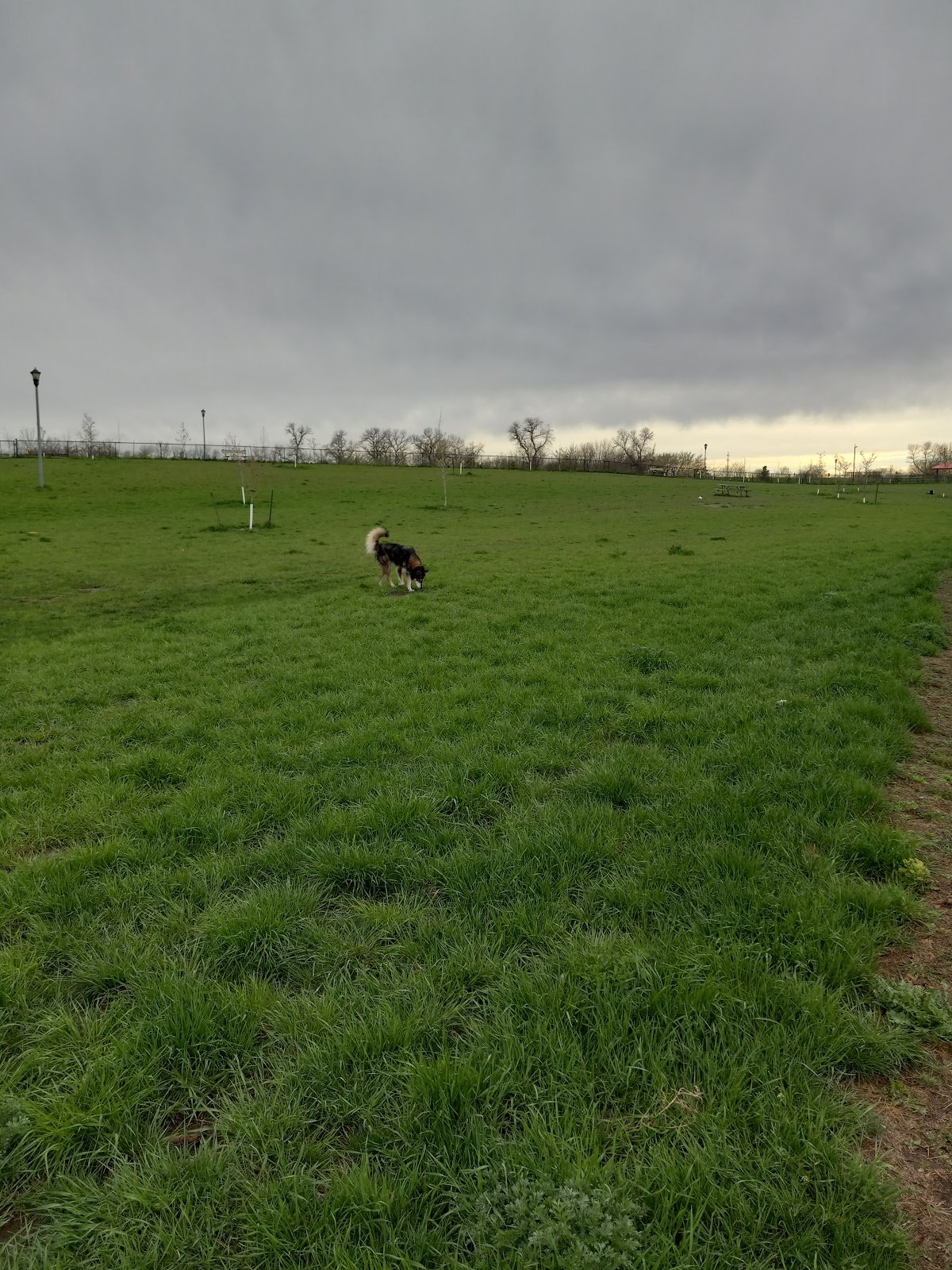 dakota-bark-park-2