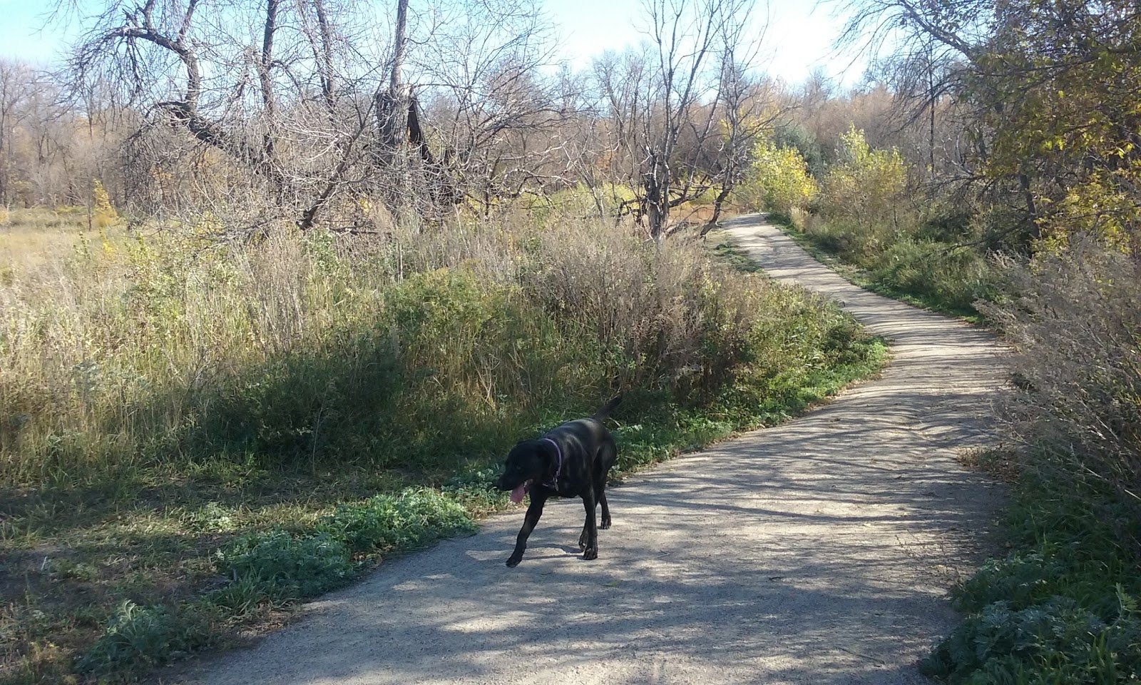 dakota-bark-park-3