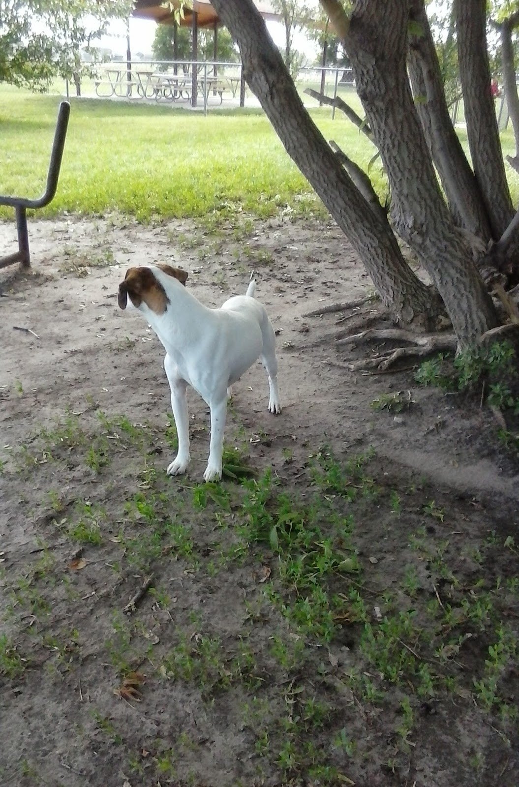dakota-bark-park-4