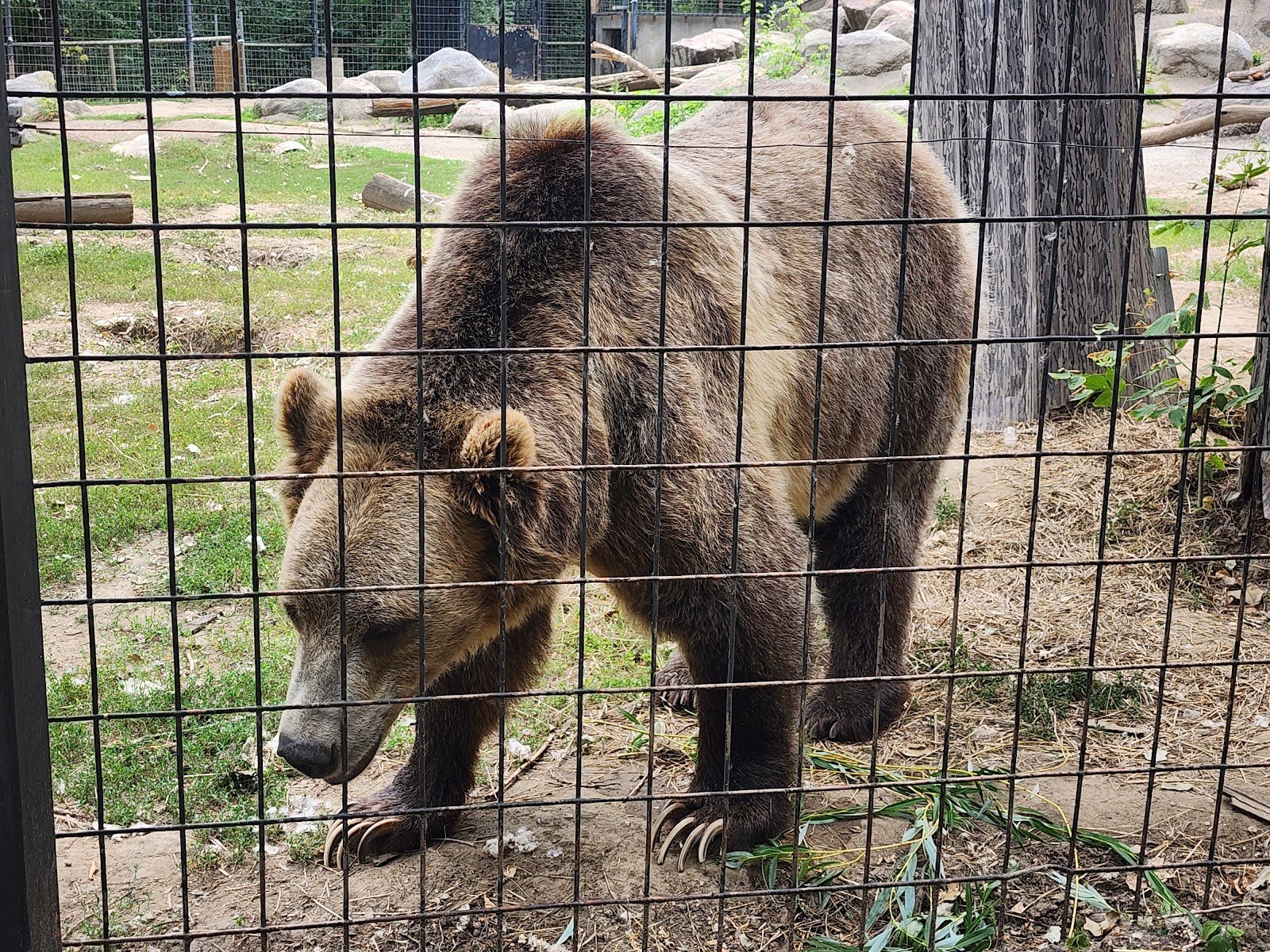 dakota-zoo-2