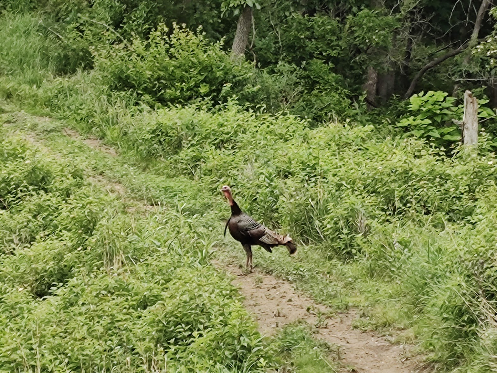 dorothy-pecaut-nature-center-4
