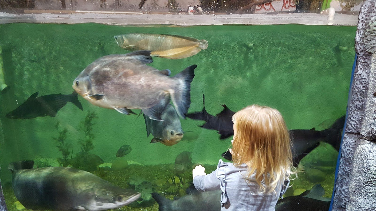 east-idaho-aquarium-2