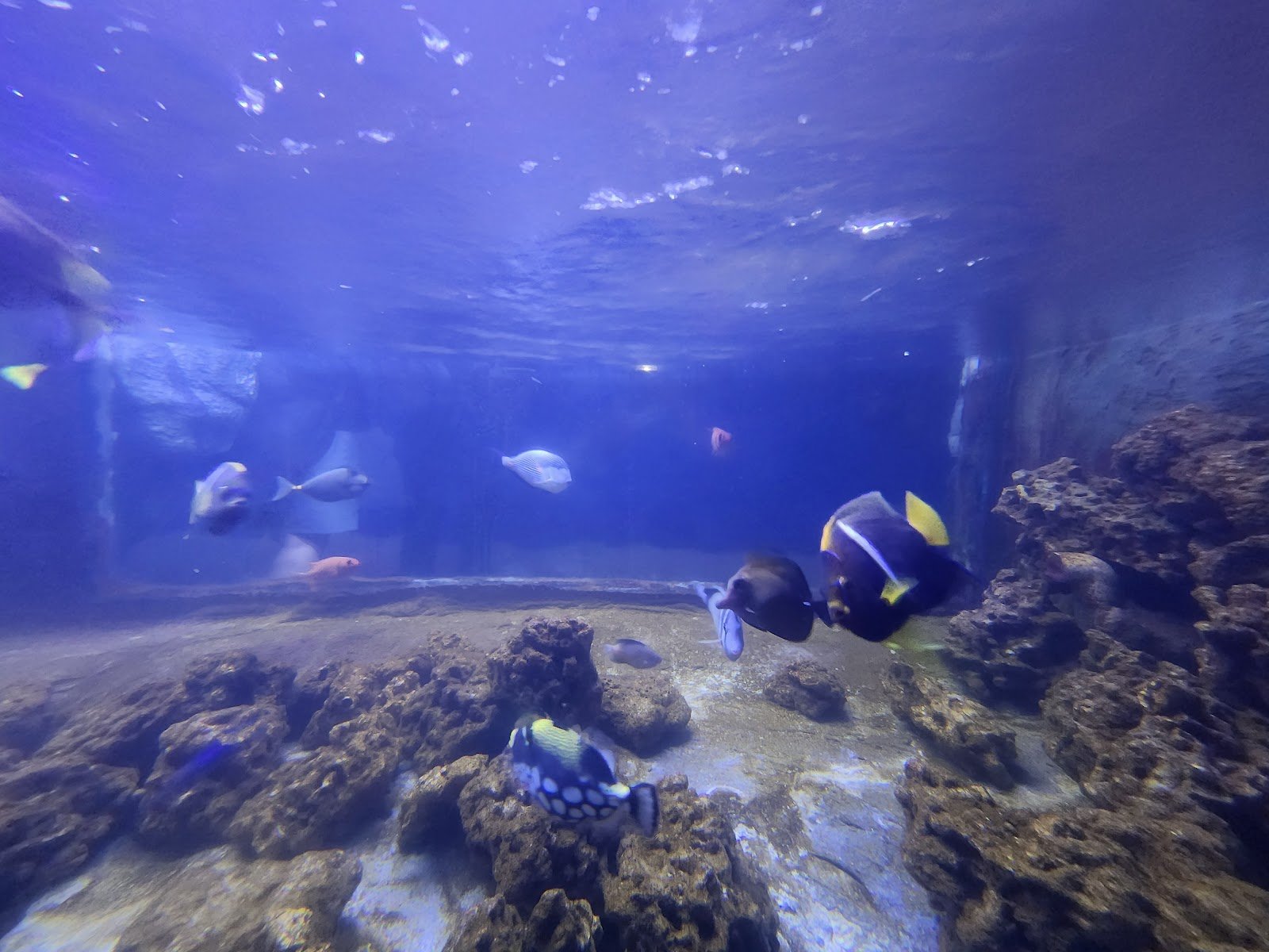 east-idaho-aquarium-3
