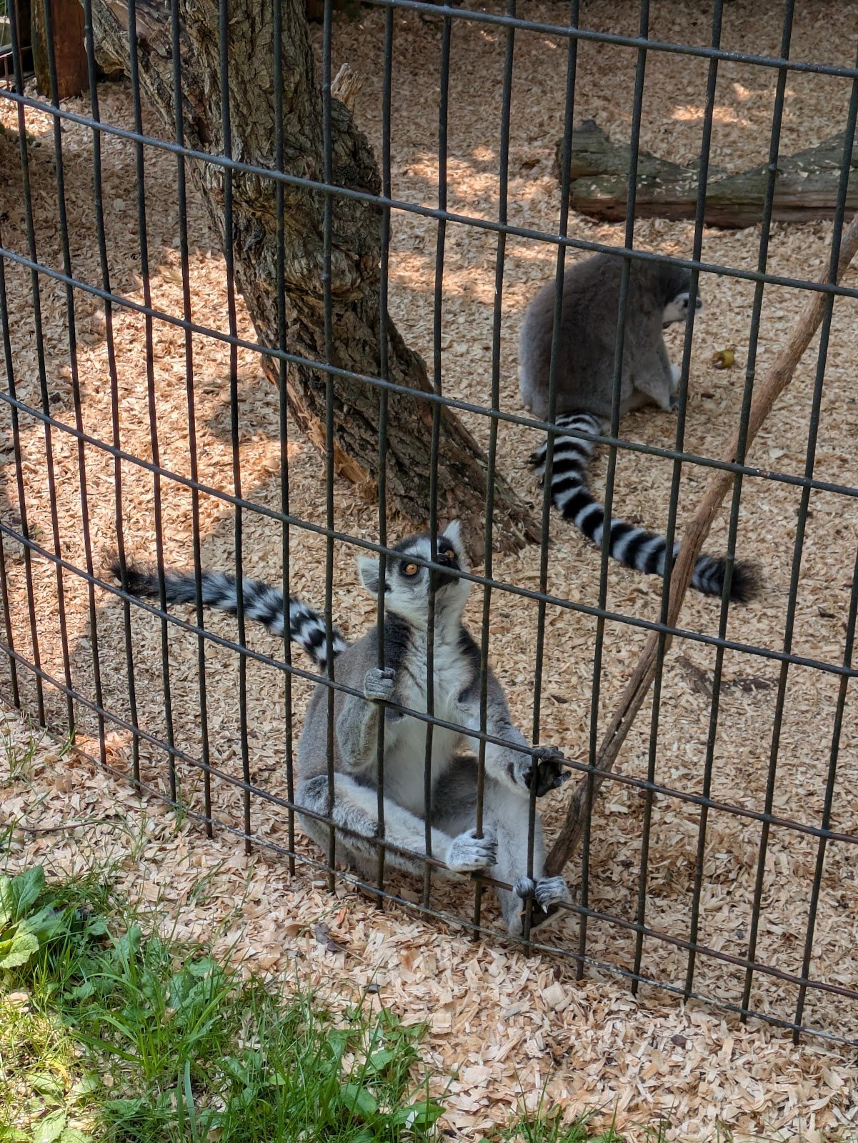fort-rickey-discovery-zoo-4
