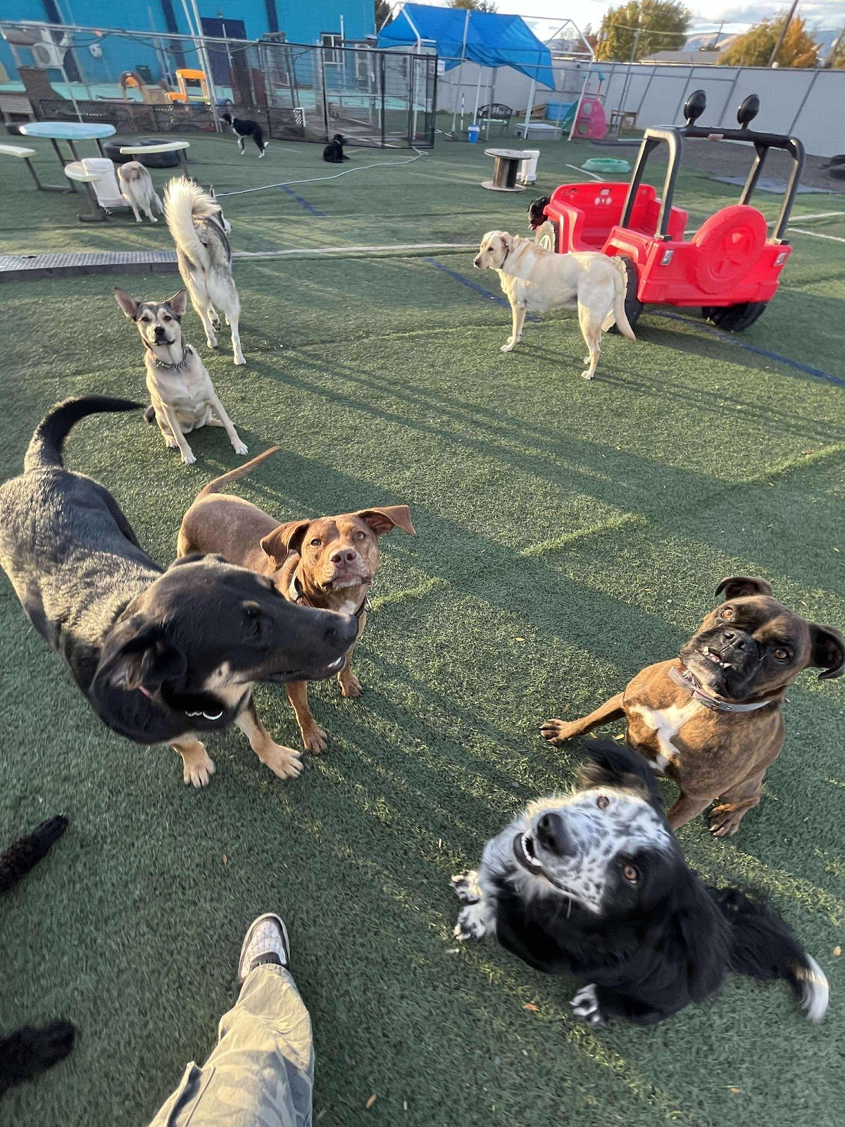 fur-family-cinema-llc-2