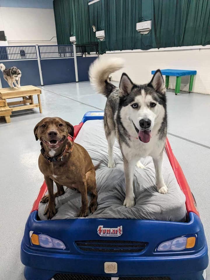 fur-family-cinema-llc-3