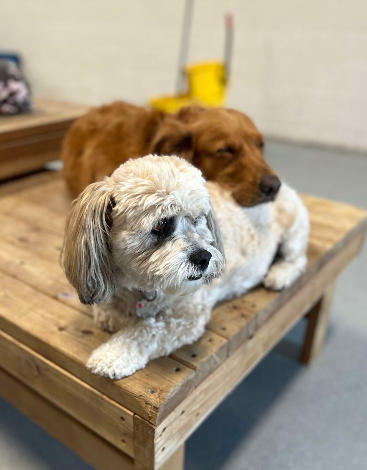 fur-family-cinema-llc-4