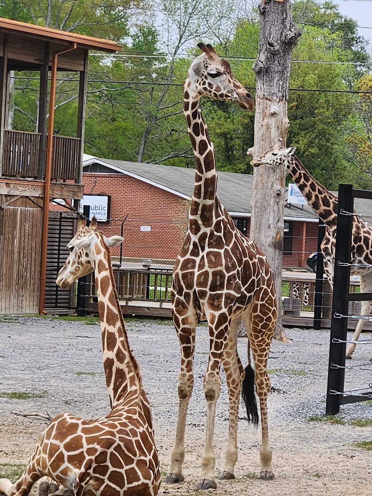 hattiesburg-zoo-2