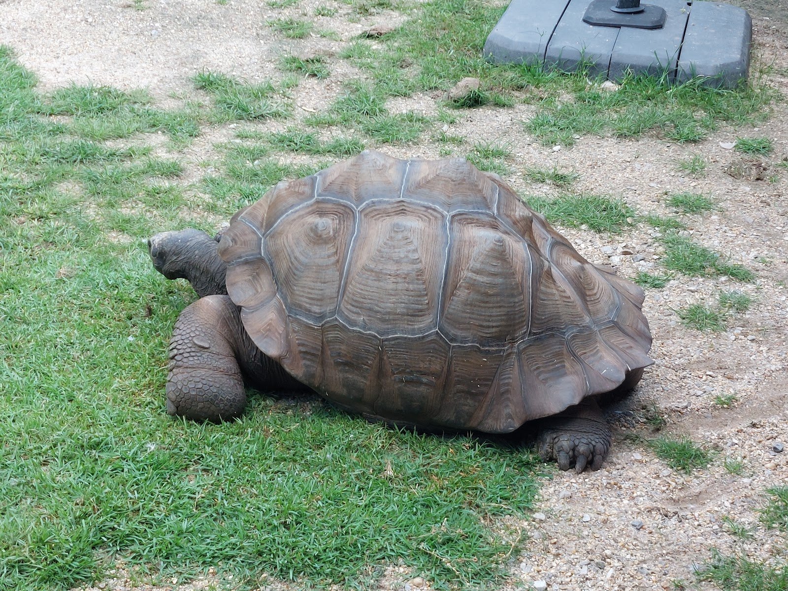 hattiesburg-zoo-4