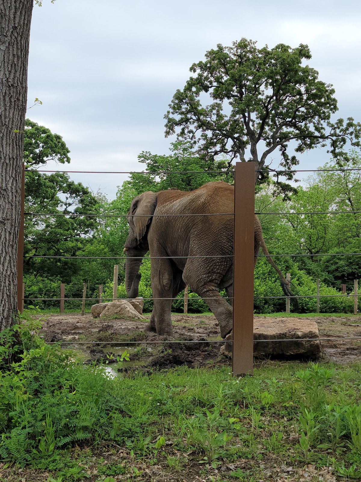 kansas-city-zoo-aquarium-3
