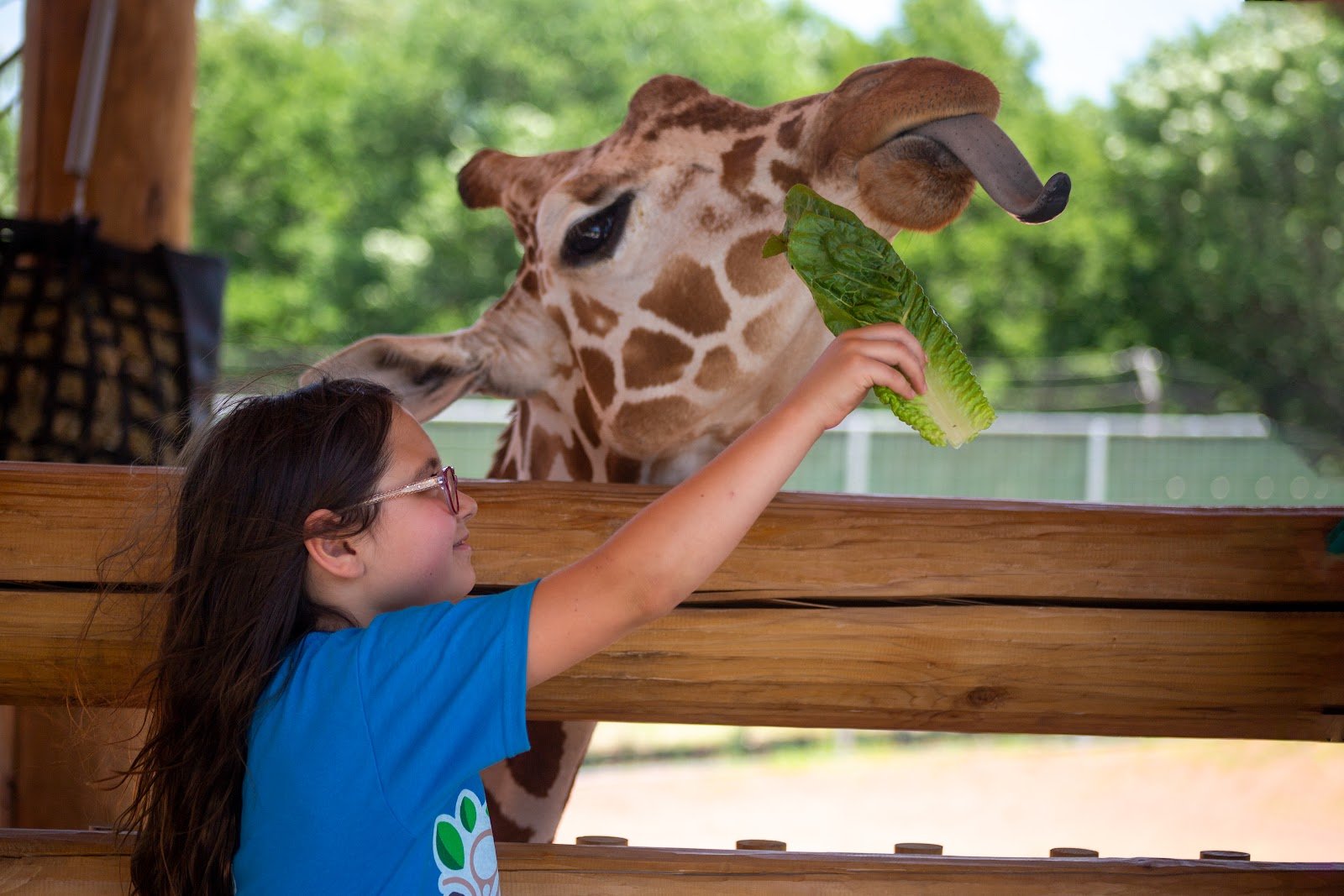 lincoln-childrens-zoo-1