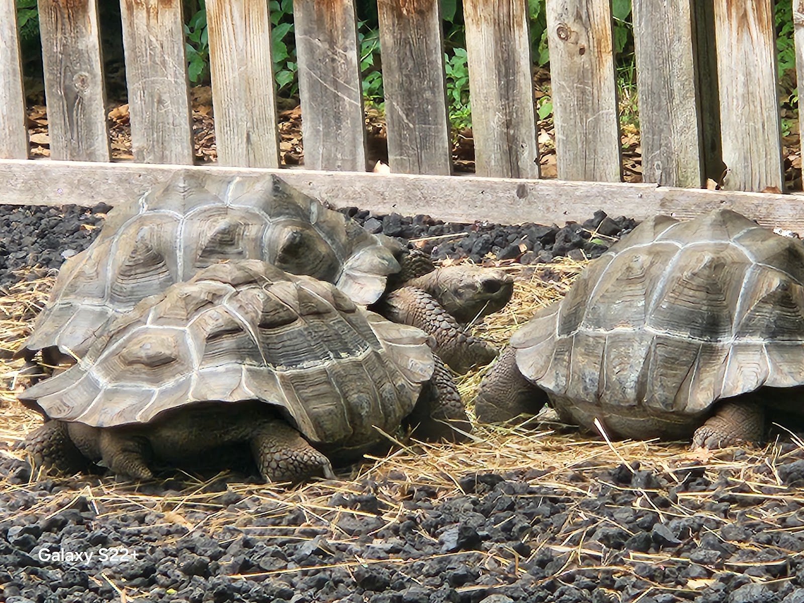 lincoln-childrens-zoo-3