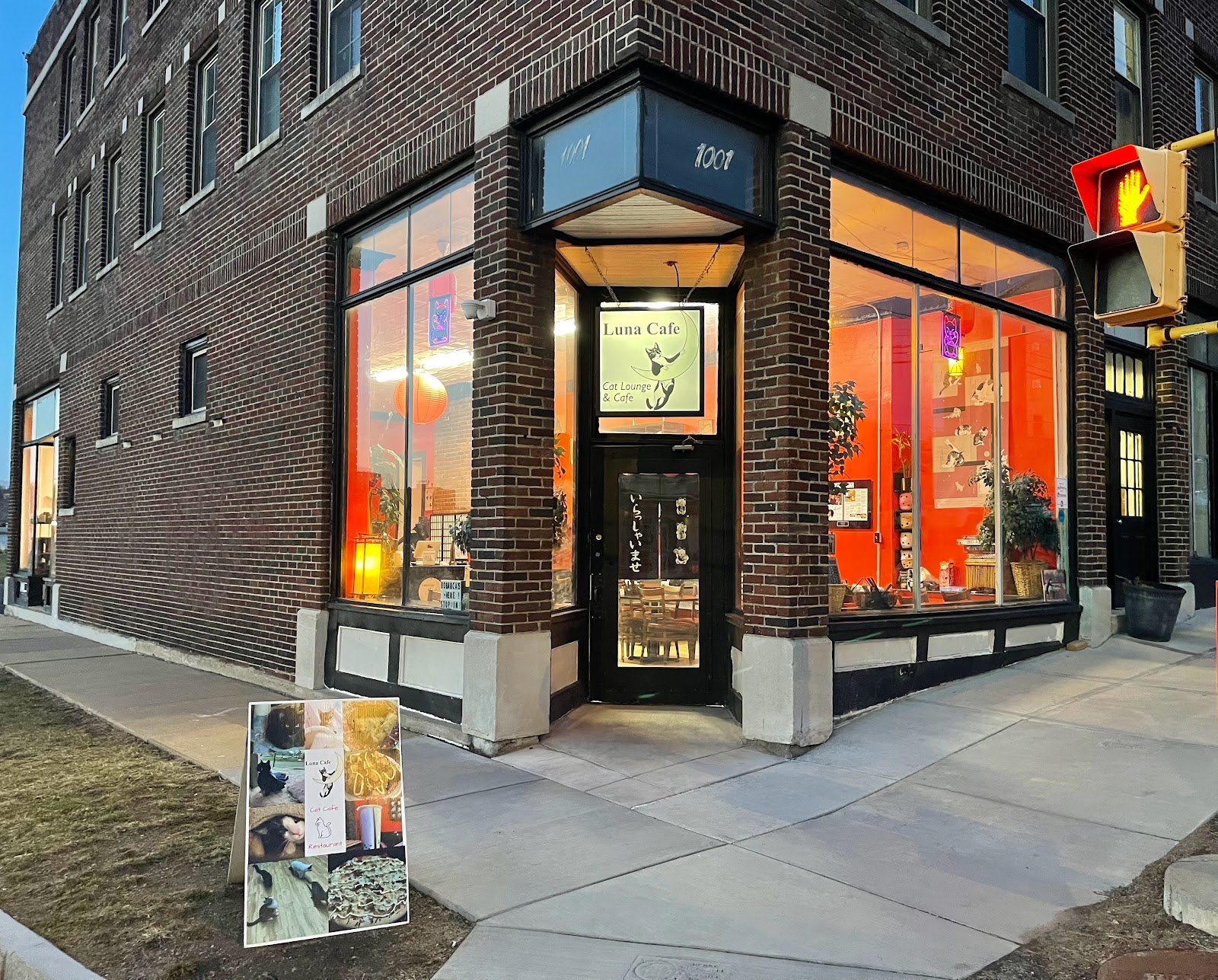 luna-cat-cafe-1