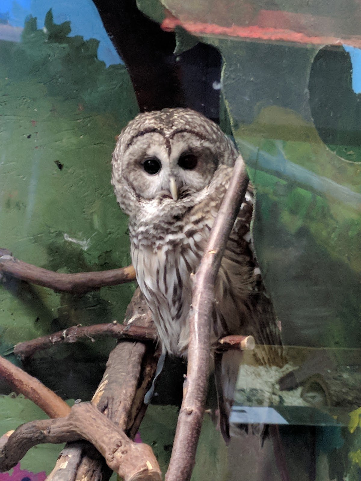 lutz-childrens-museum-2