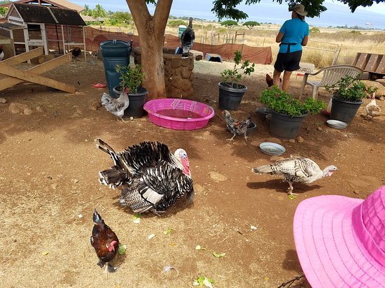 maui-animal-farm-1
