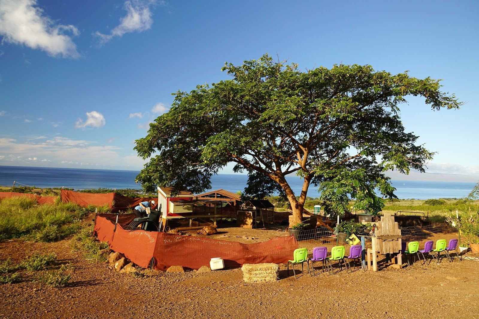 maui-animal-farm-2