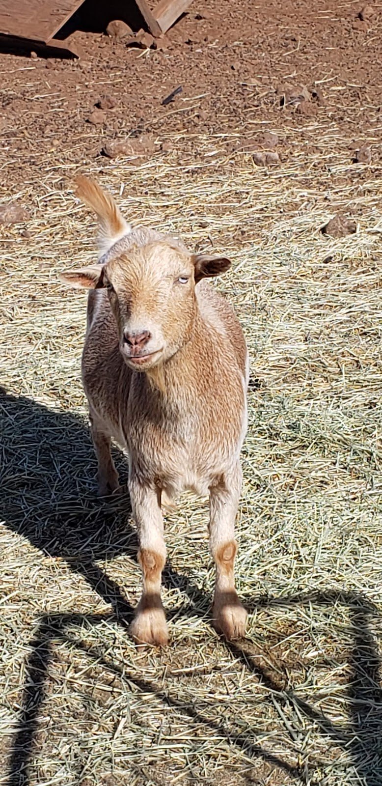 maui-animal-farm-3