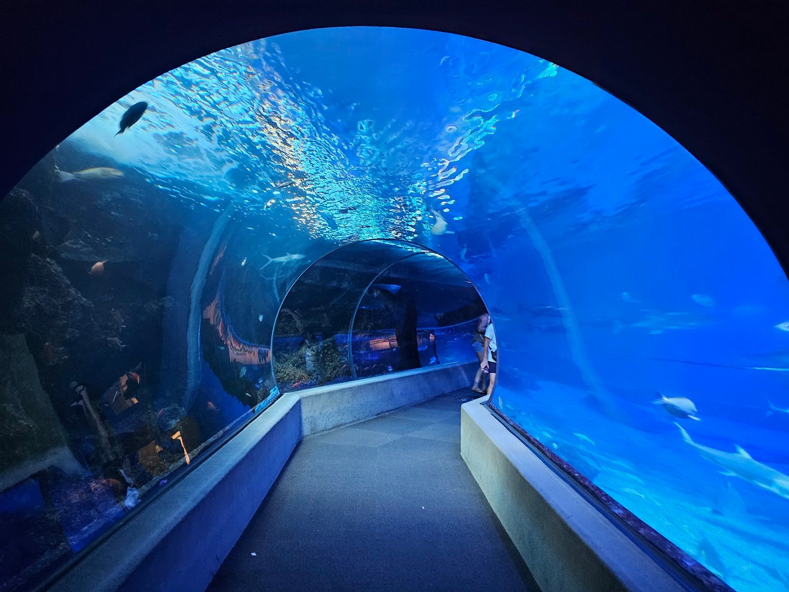 maui-ocean-center-the-aquarium-of-hawaii-1