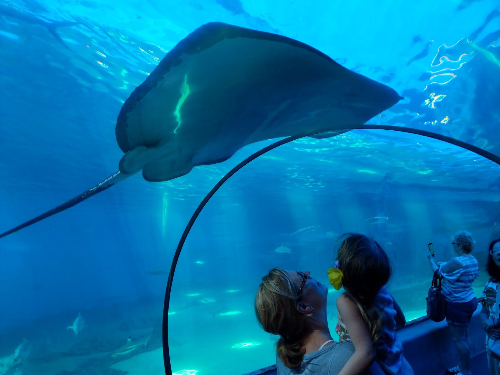 maui-ocean-center-the-aquarium-of-hawaii-3