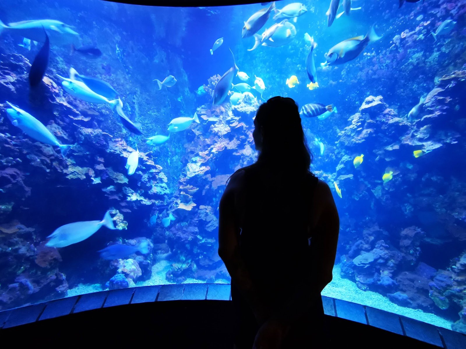 maui-ocean-center-the-aquarium-of-hawaii-4
